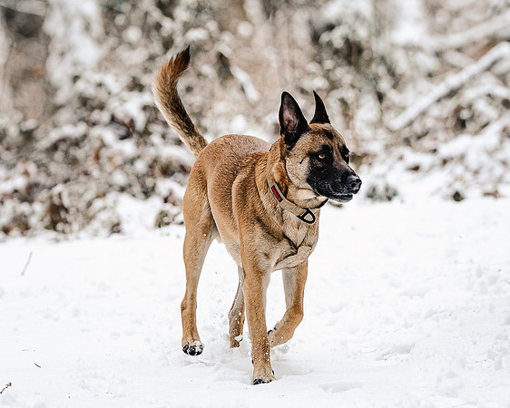 Dog photography
