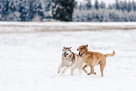 Dog photography