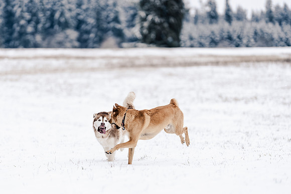 Dog photography