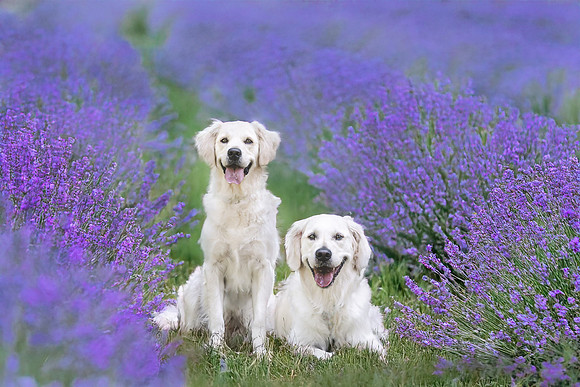 Dog photography
