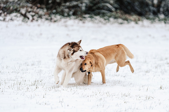 Dog photography