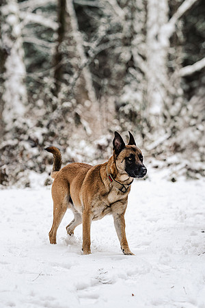 Dog photography