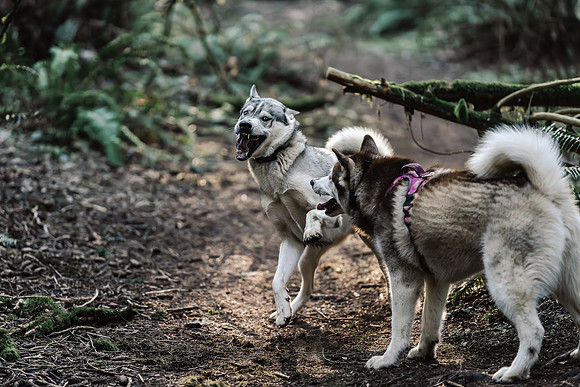 Dog photography