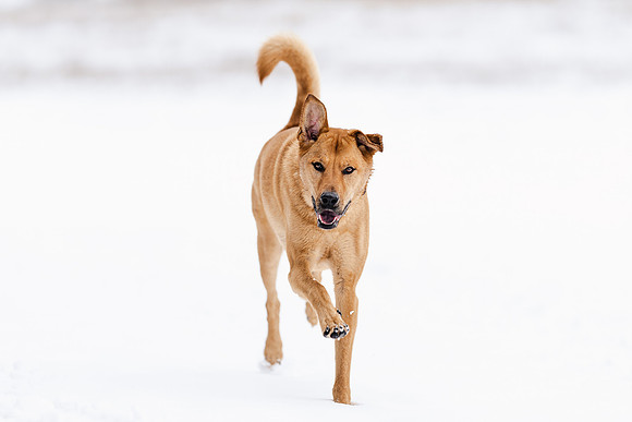 Dog photography