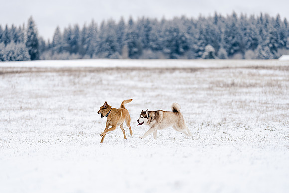 Dog photography