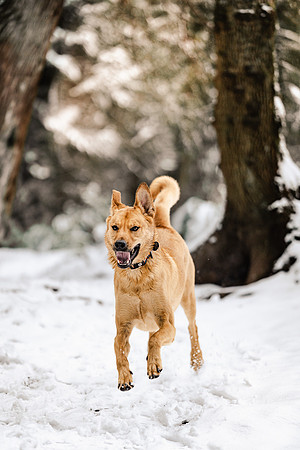 Dog photography