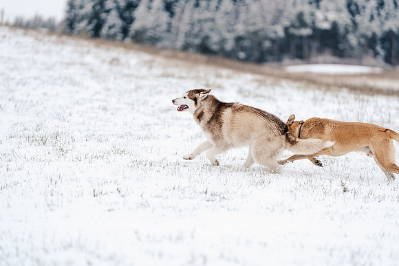 Dog photography