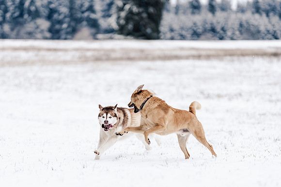 Dog photography