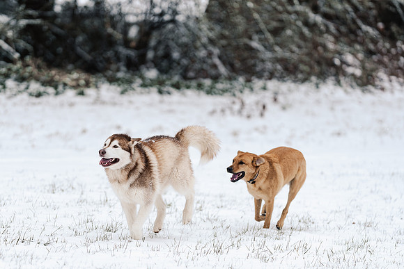 Dog photography