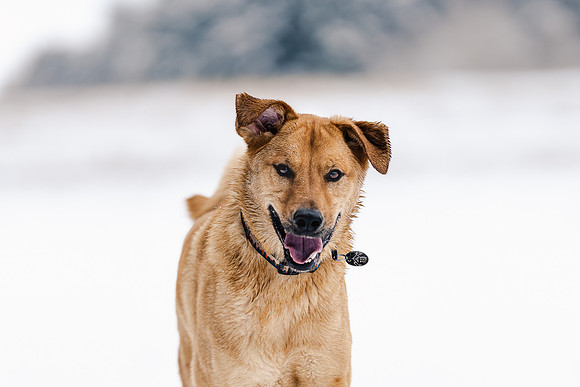 Dog photography