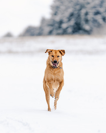 Dog photography