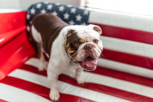 In home dog portrait session American Bull Dog