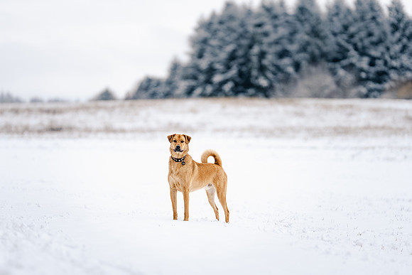 Dog photography