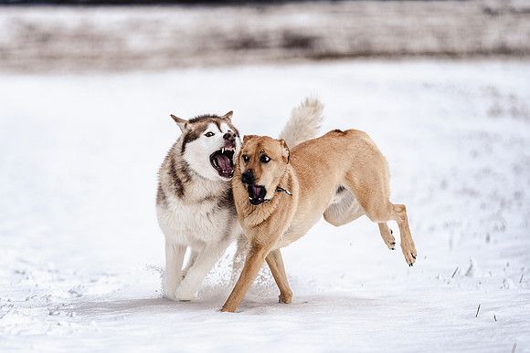 Dog photography