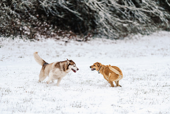 Dog photography