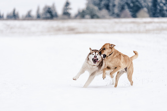 Dog photography