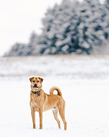 Dog photography