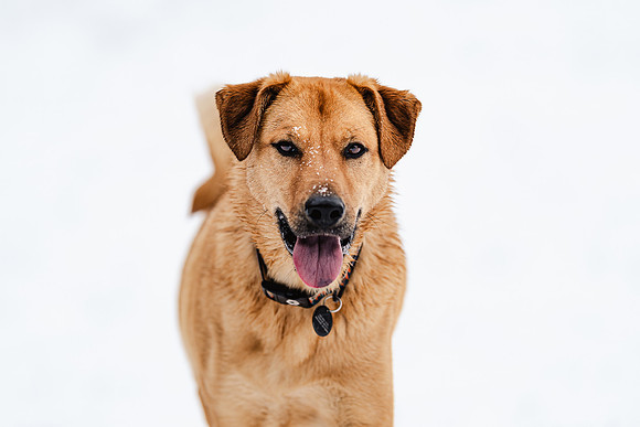 Dog photography