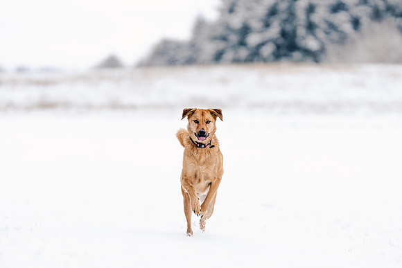 Dog photography