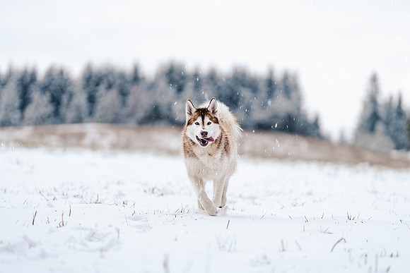 Dog photography