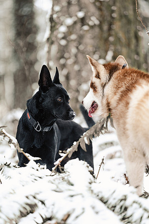 Dog photography