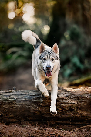 Dog Photography, Pet Photography, Vancouver WA Dog Photographer